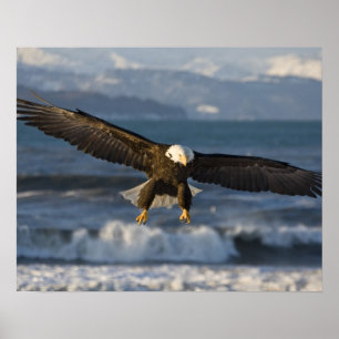 Örn, Haliaeetus leucocephalus, Homer, 3 Poster