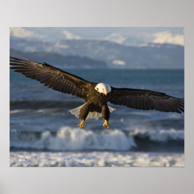 Örn, Haliaeetus leucocephalus, Homer, 3 Poster (Framsidan)