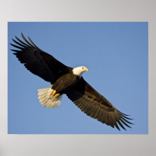 Örn, Haliaeetus leucocephalus, Homer, 4 Poster