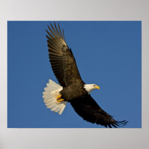 Örn, Haliaeetus leucocephalus, Homer Poster