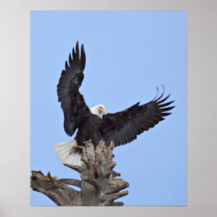 Örn (Haliaeetus leucocephalus) med vingar Poster