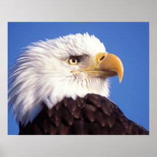 örn, Haliaeetus leucocephalus, nära, 3 Poster