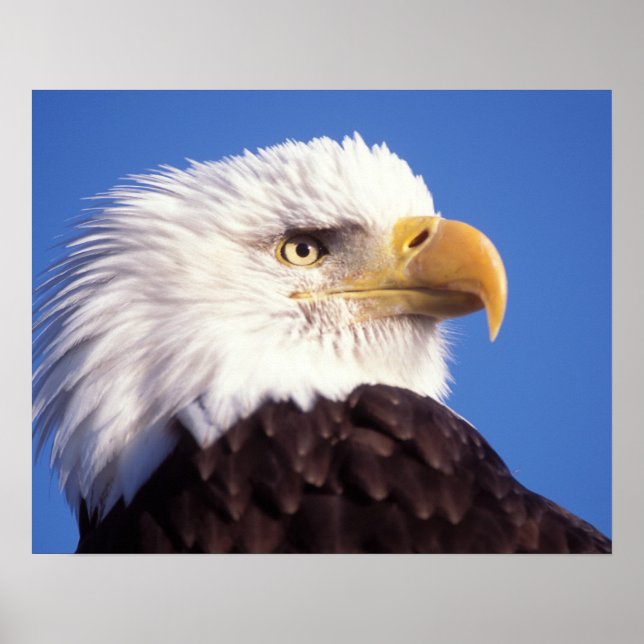örn, Haliaeetus leucocephalus, nära, 3 Poster (Framsidan)