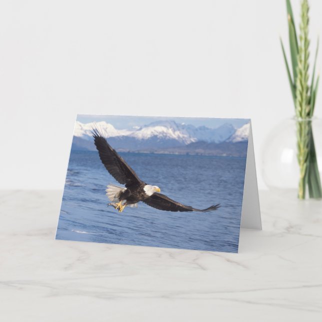 örn, Haliaeetus leucocephalus, under flygning 4 Kort (Framsida)
