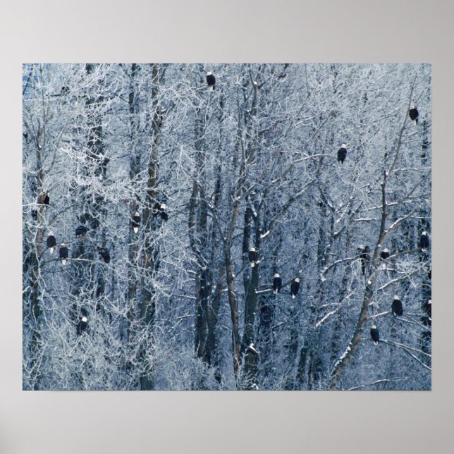 Örn (Haliaeetus leucocephalus) vid Poster (Framsidan)