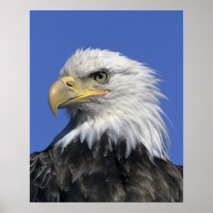 Örn, (Haliaeetus leucocephalus), vild Poster