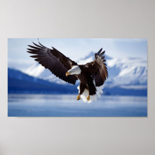 ÖRN I ALASKA POSTER