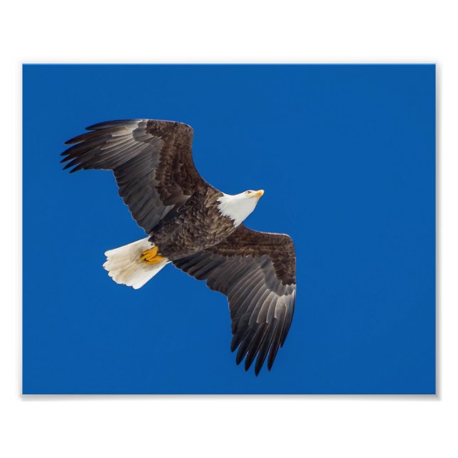 ÖRN i BLÅ HIMMEL Fototryck (Framsidan)