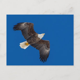 örn i Blå himmel Vykort