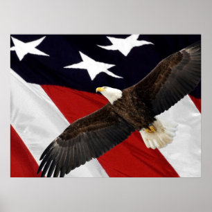 Örn i flyg över amerikanska flaggan poster