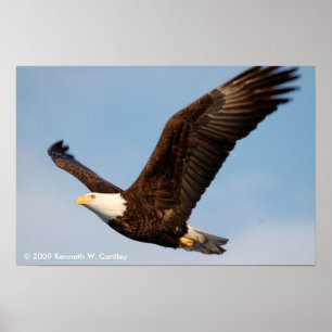 Örn i flyg poster