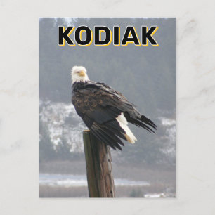 Örn i Kodiak, Alaska Vykort