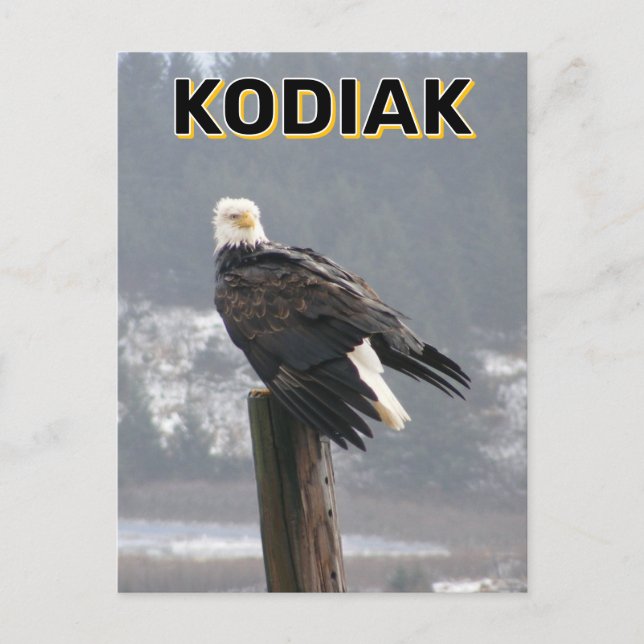 Örn i Kodiak, Alaska Vykort (Framsida)