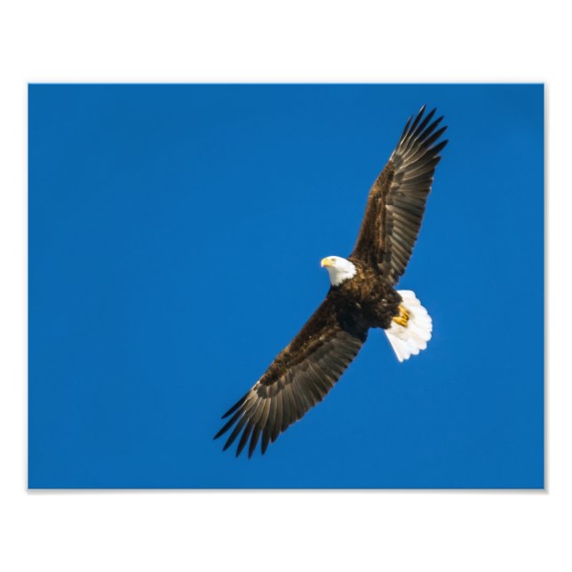 Örn i östra Blå himmel Fototryck (Framsidan)