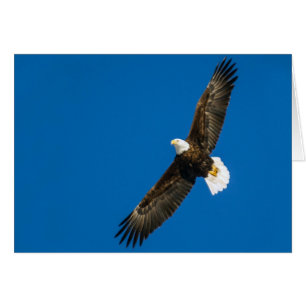 Örn i östra Blå himmel Hälsningskort