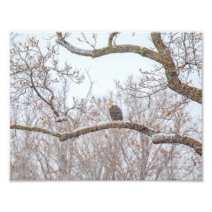 ÖRN i SNÖ Fototryck