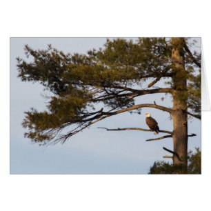 Örn i Träd i Gräs Hälsningskort