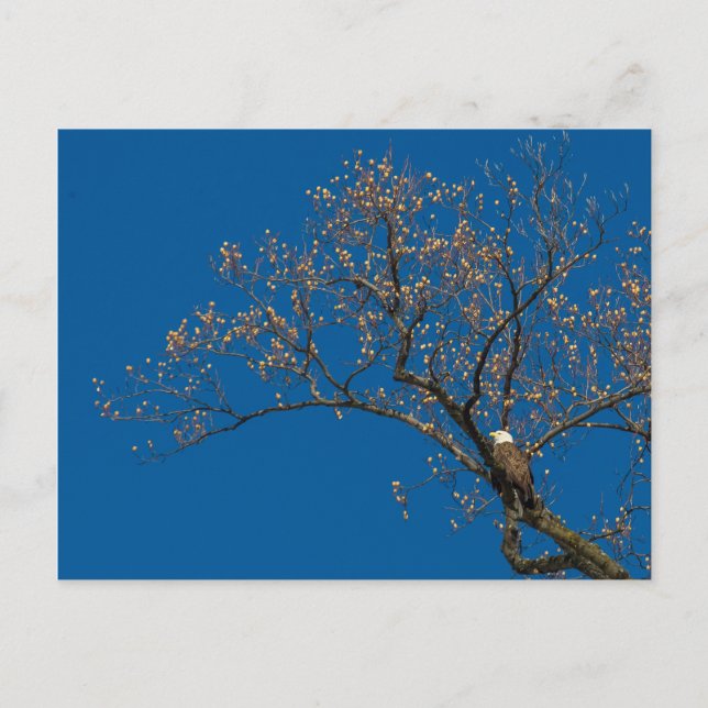 Örn i Tulip Träd Vykort (Framsida)