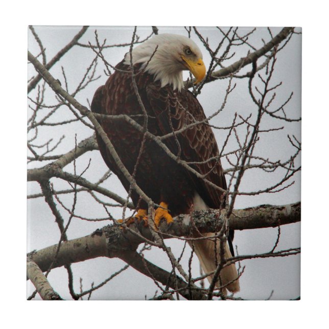 Örn Kakelplatta (Framsidan)