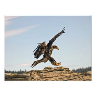 Örn Landing Fine Art Print Fototryck