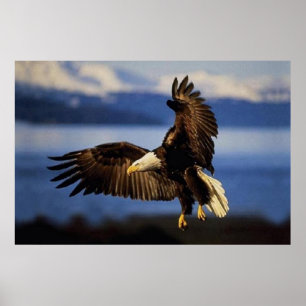 Örn Landing poster