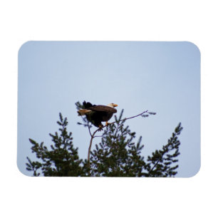 Örn Magnet
