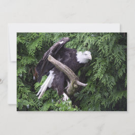 Örn, omgivet av Grönt - kort för flata hälsningar