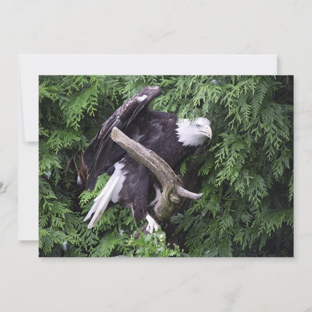 Örn, omgivet av Grönt - kort för flata hälsningar (Framsida)