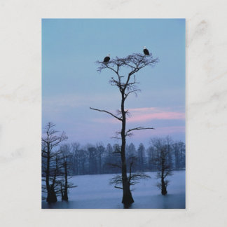 Örn ovanpå ett vykort från träd
