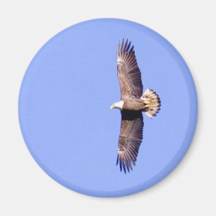 Örn över Conowingo Magnet