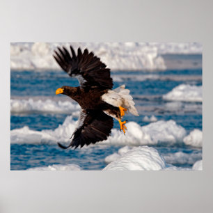 Örn över Snö Poster