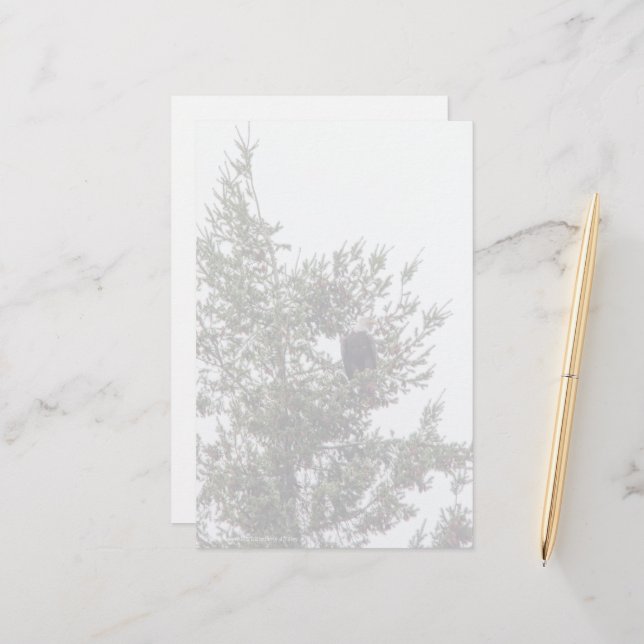 Örn P2825 (Fram/Back In Situ)