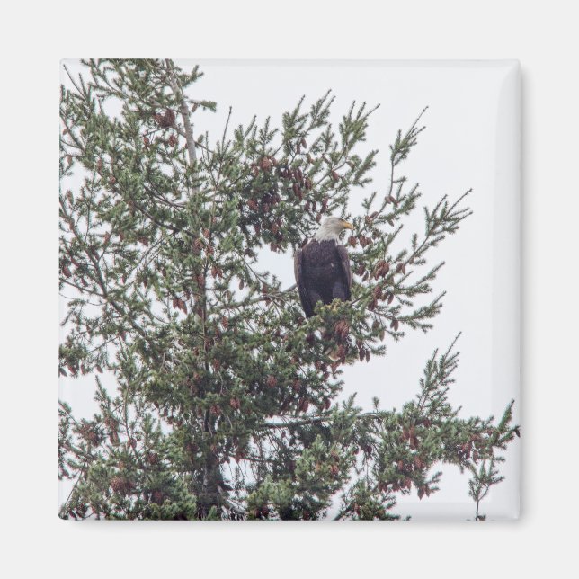 Örn P2825 Magnet (Framsidan)