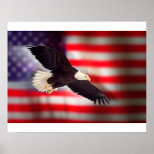 Örn på amerikanska flagganaffischen poster