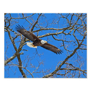 Örn på Blue Fototryck