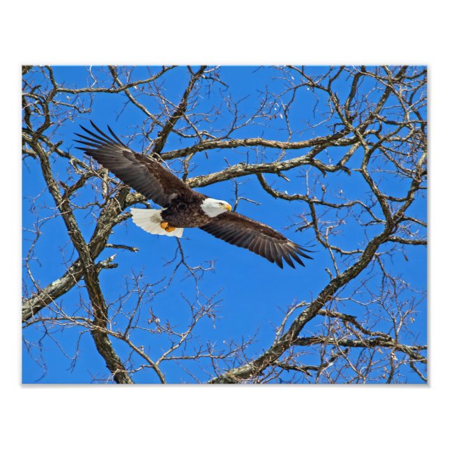 Örn på Blue Fototryck (Framsidan)