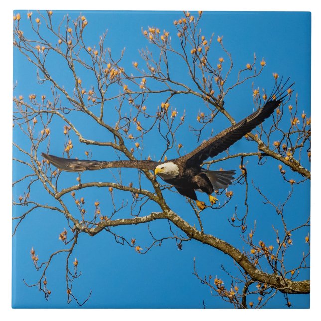 Örn på Blue Kakelplatta (Framsidan)