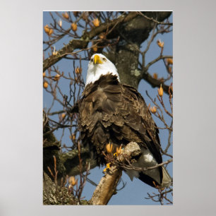 Örn på en högperch poster