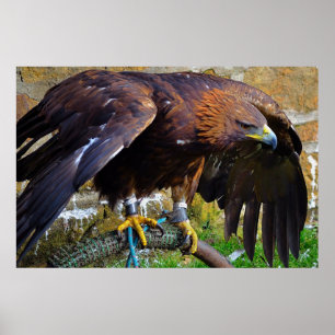 Örn på en påse poster