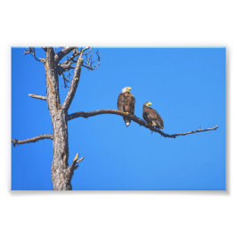 Örn Pair at Money Bayou, Florida Fototryck