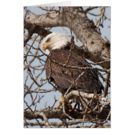Örn Perched i Träd Hälsningskort