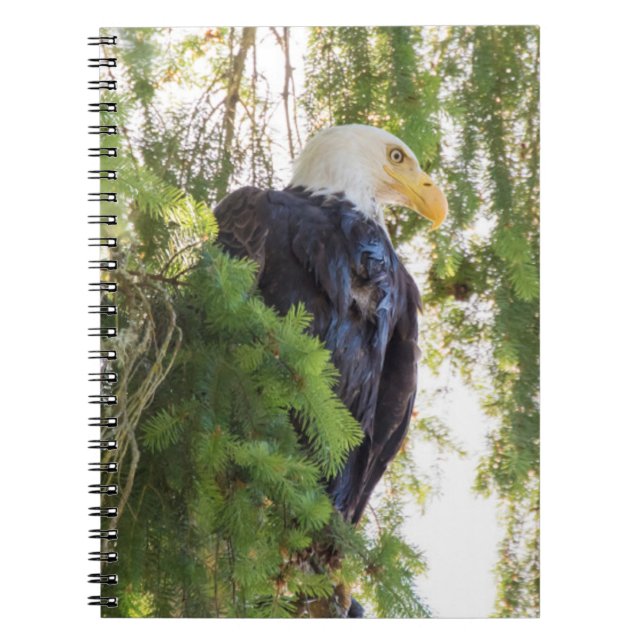 Örn perches i Douglas Fir Anteckningsbok (Framsidan)