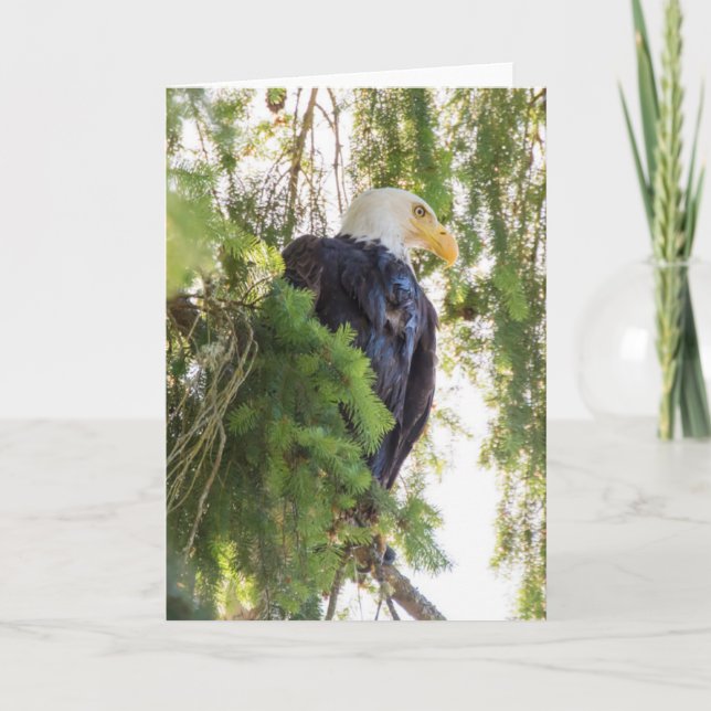 Örn perches i Douglas Fir Kort (Framsida)