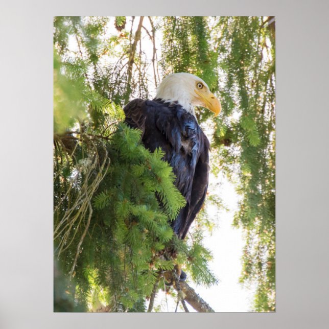 Örn perches i Douglas Fir Poster (Framsidan)