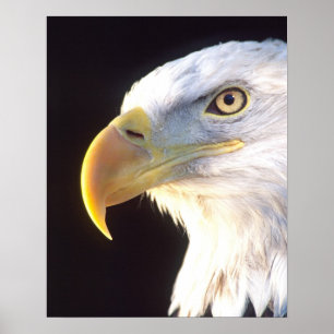 Örn Porträtt, Haliaeetus leucocephalus Poster