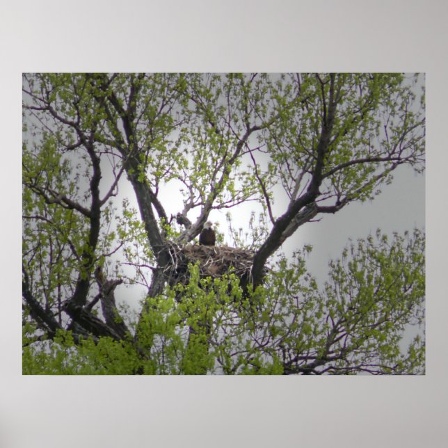ÖRN - POSTER (Framsidan)