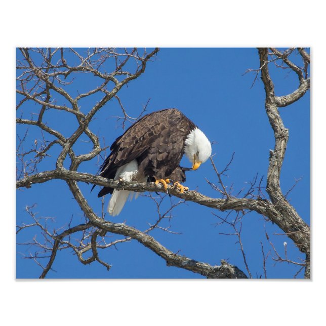 Örn Preening Fototryck (Framsidan)