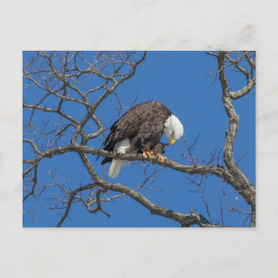 örn Preening Vykort