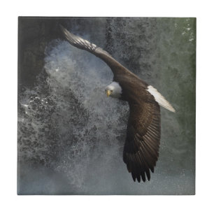 Örn Raptor Wildlife Waterfall Tile Kakelplatta
