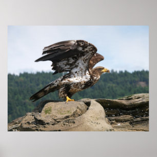 Örn Redo för flygkonst Poster